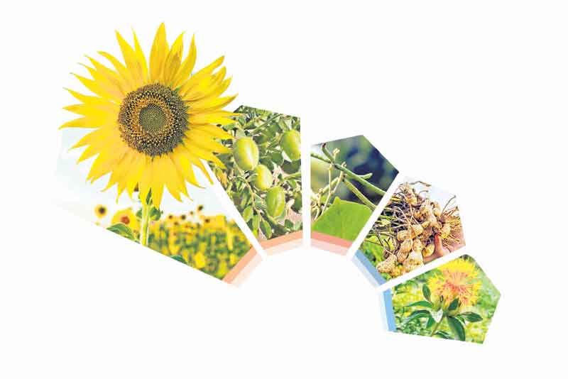 ఆరుతడి.. లాభాల దిగుబడి