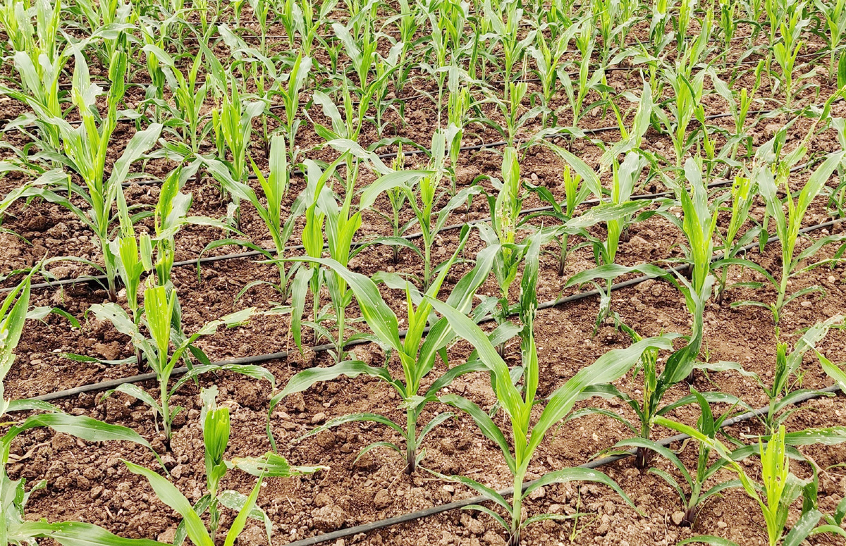 మక్కకు కత్తెర పురుగు