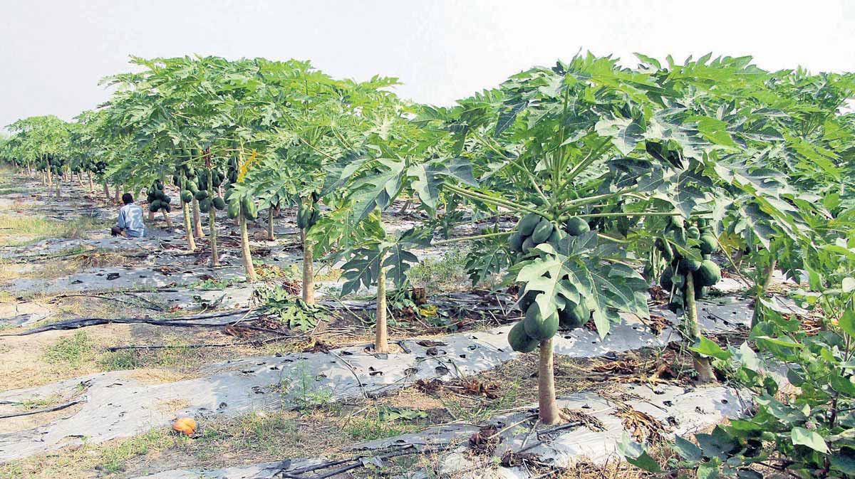 లాభాల బొప్పాయి