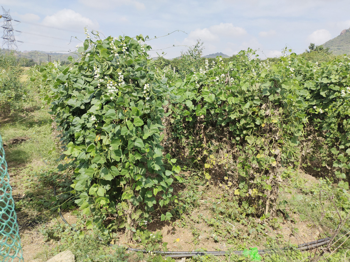 లాభాల పంటచిక్కుడు