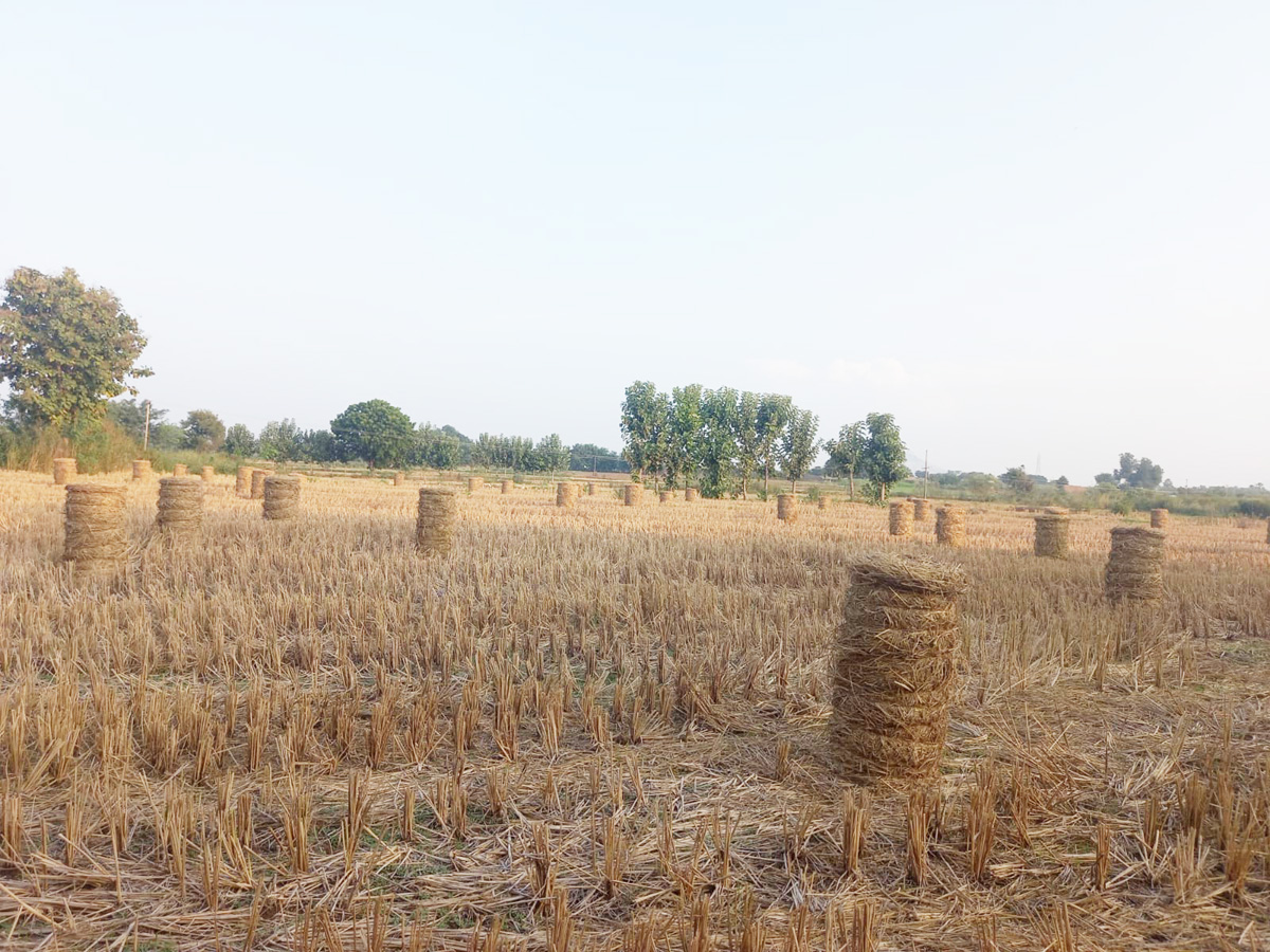 పశుగ్రాసం.. పుష్కలం