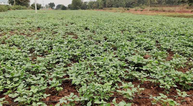 మినుము సాగు.. లాభాలు బాగు