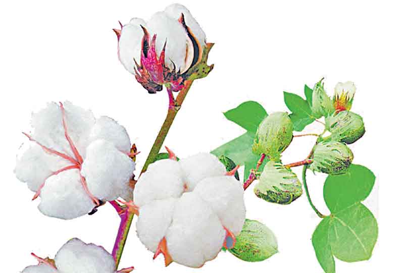 పత్తి బంగారమే..