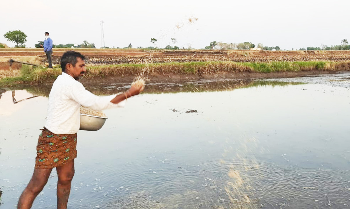 సాగు సందడి..