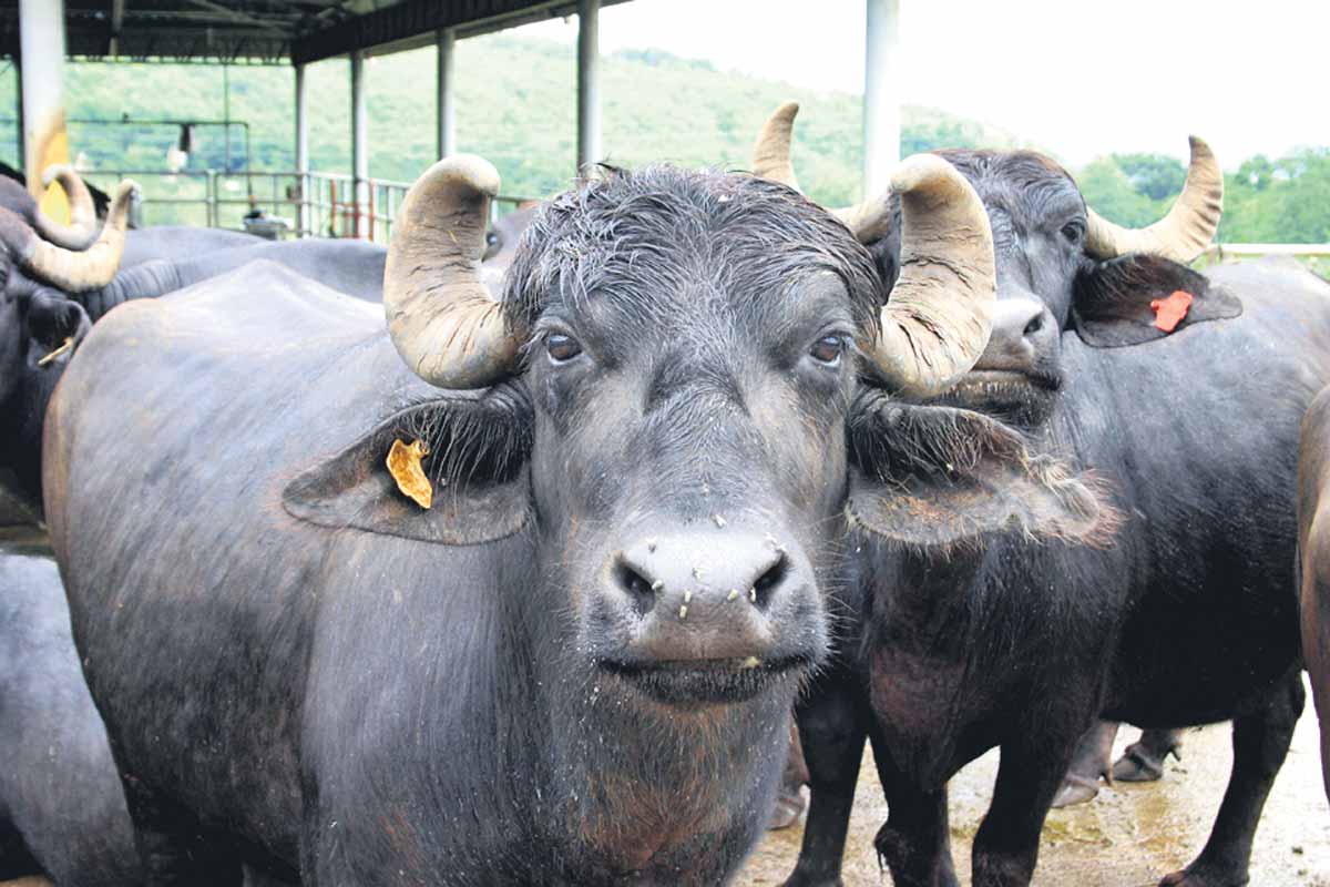 మూగజీవాలకు టీకా