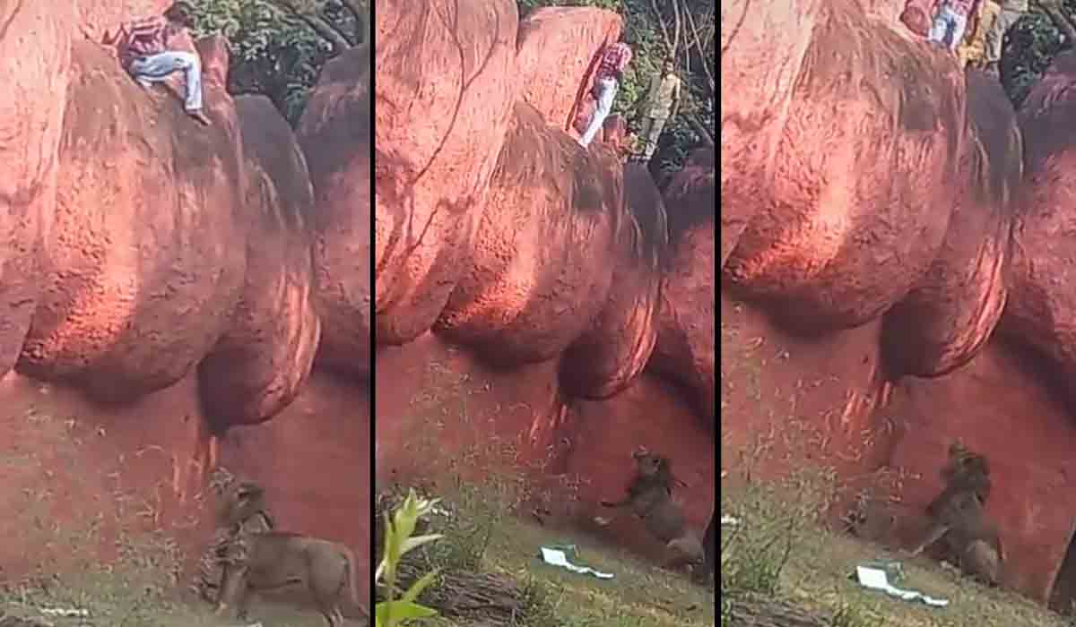 నెహ్రూ జూపార్కులో యువ‌కుడి క‌ల‌క‌లం.. సింహాల‌ ఎన్‌క్లోజ‌ర్‌లోకి దిగే ప్ర‌య‌త్నం.. ర‌క్షించిన సిబ్బంది.. వీడియో
