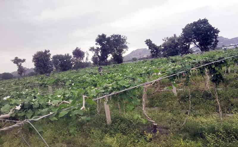 ఆరుతడి లాభాల గని