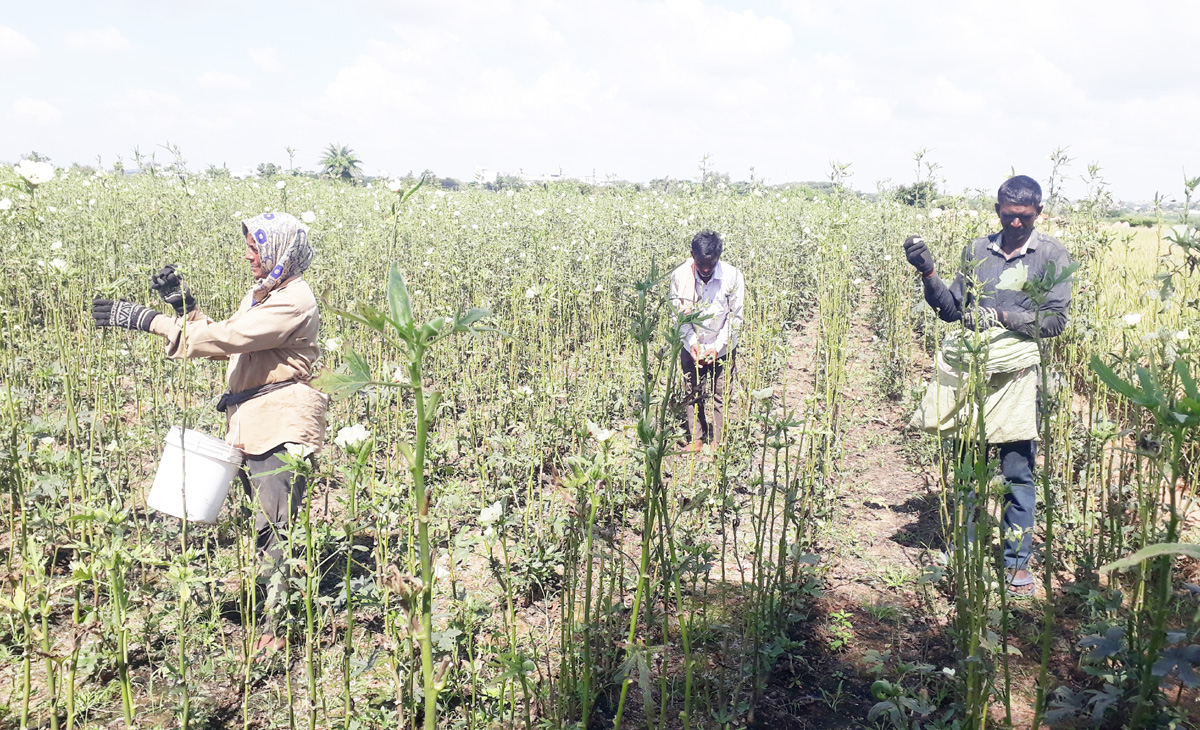 లాభాల బెండ