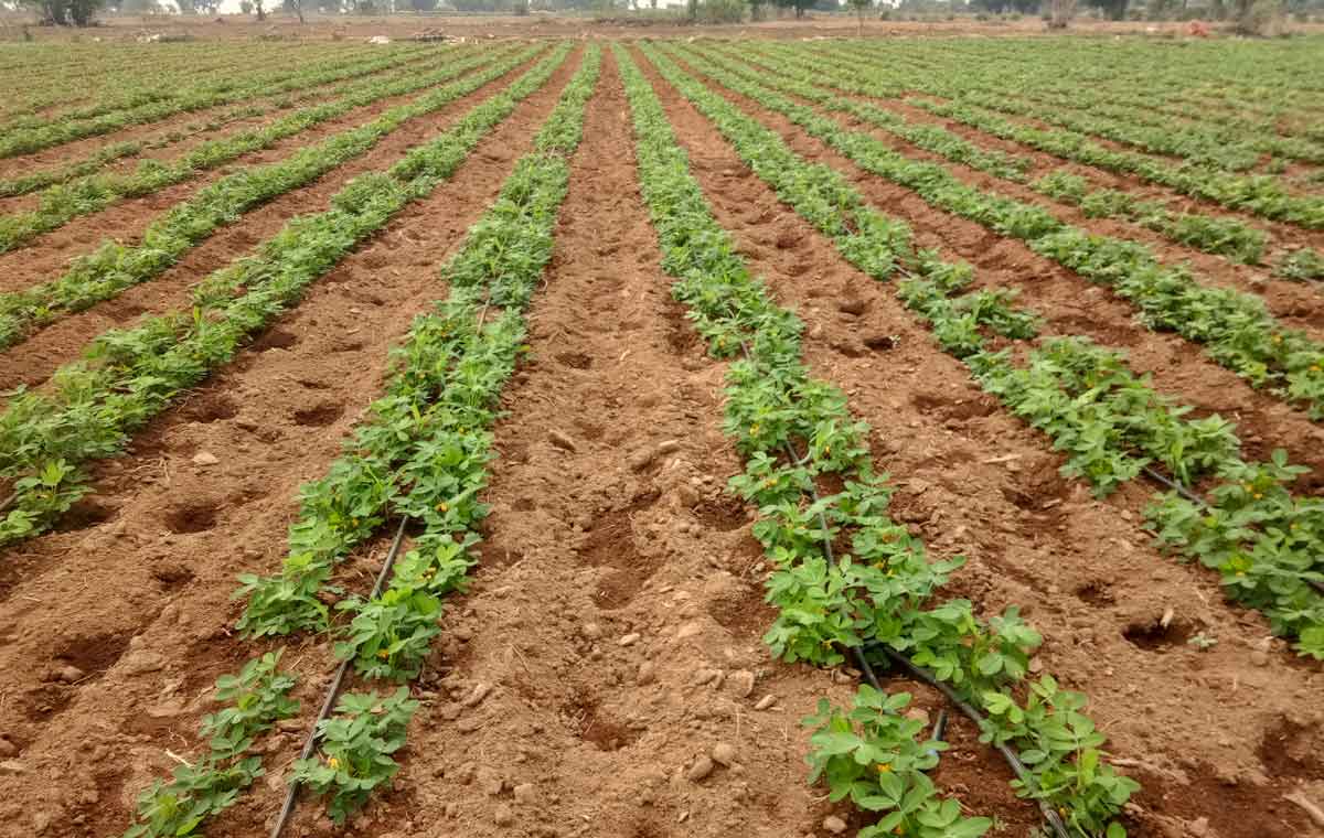 ఆరుతడి.. దిగుబడి