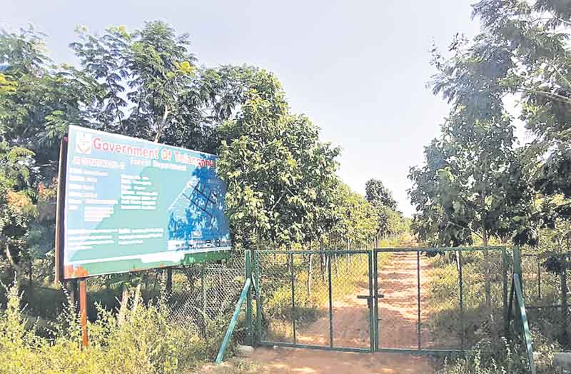 పచ్చందాల గజ్వేల్‌