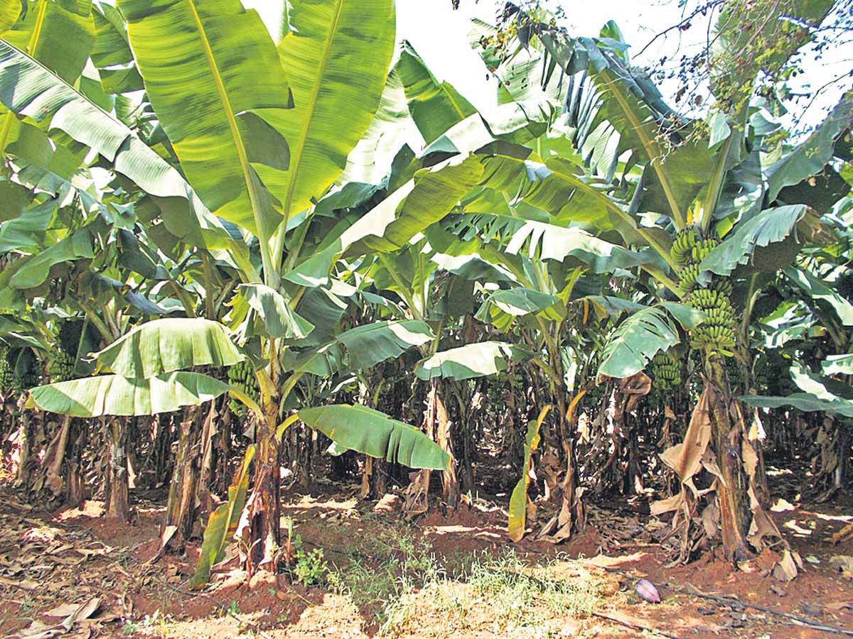 అరటి..ఆదాయం భేష్‌