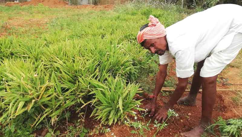 పంట పేరే ఇంటిపేరు