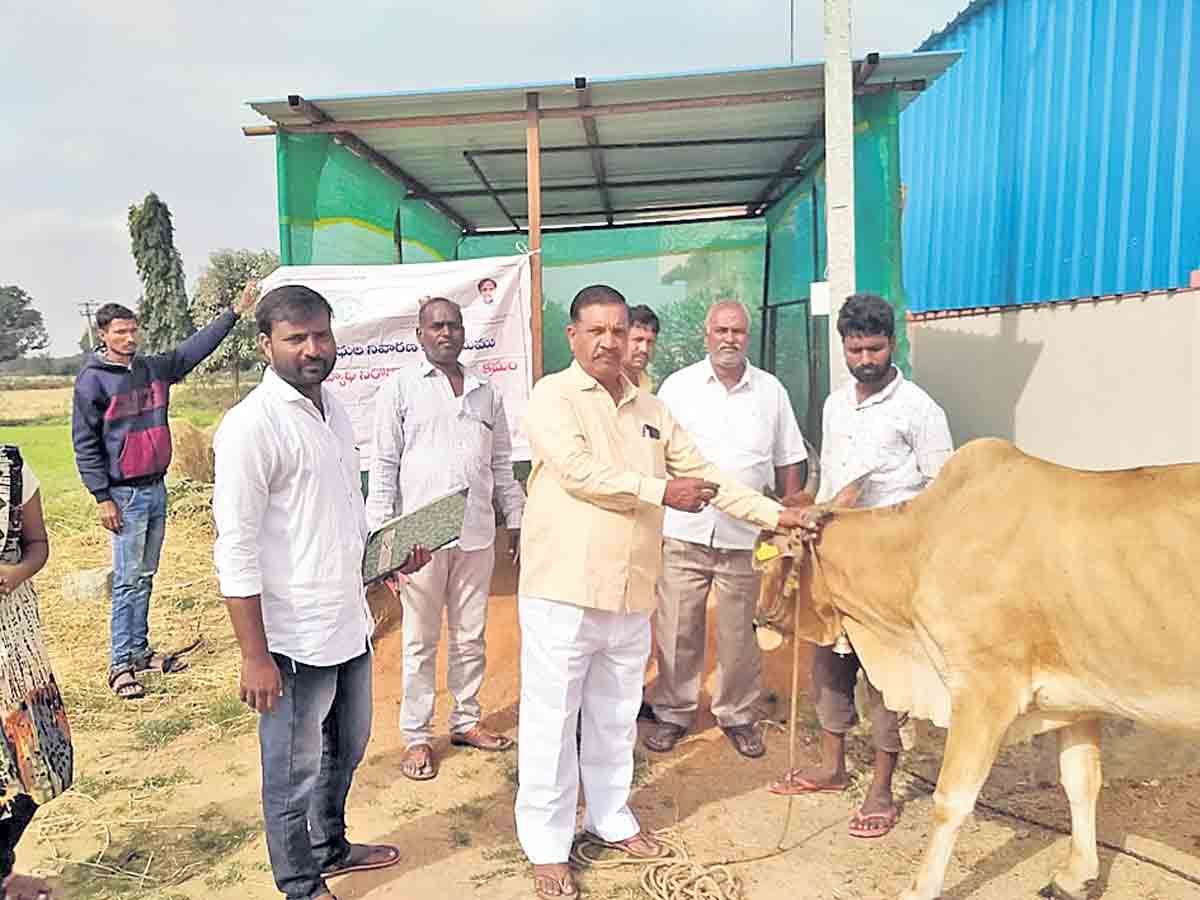 పశువులకు గాలికుంటు నివారణ టీకాలు తప్పనిసరి