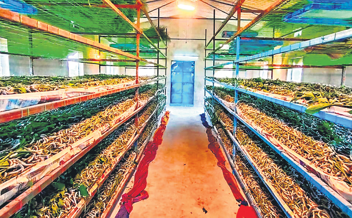 పట్టుకంటే బంగారమే