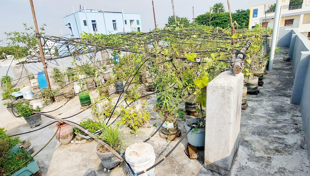 సేంద్రియ పద్ధతుల్లో ఇంట్లోనే కూరగాయల సాగు