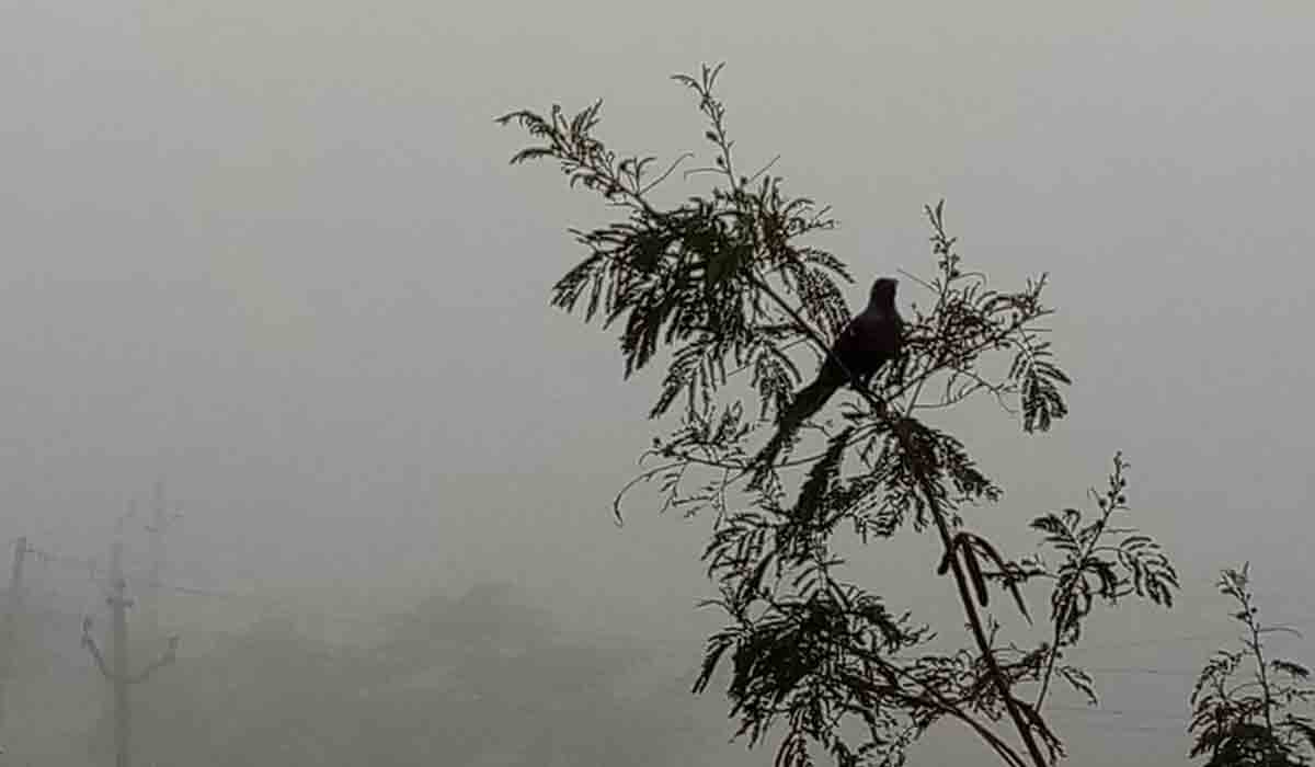 నిజామాబాద్‌లో మబ్బుల్లా పరచుకున్న పొగమంచు