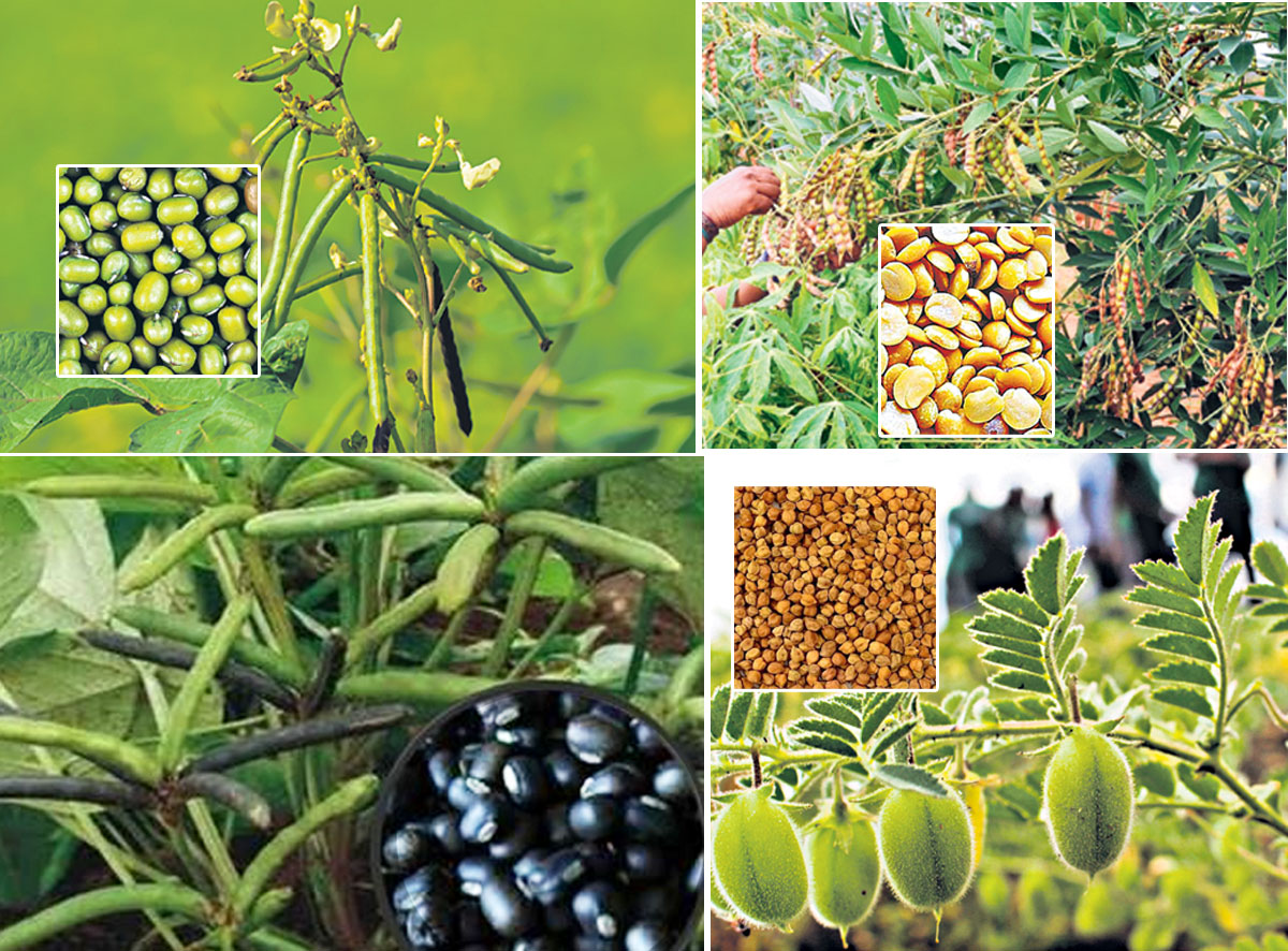 ఇక ఇతర పంటలే!