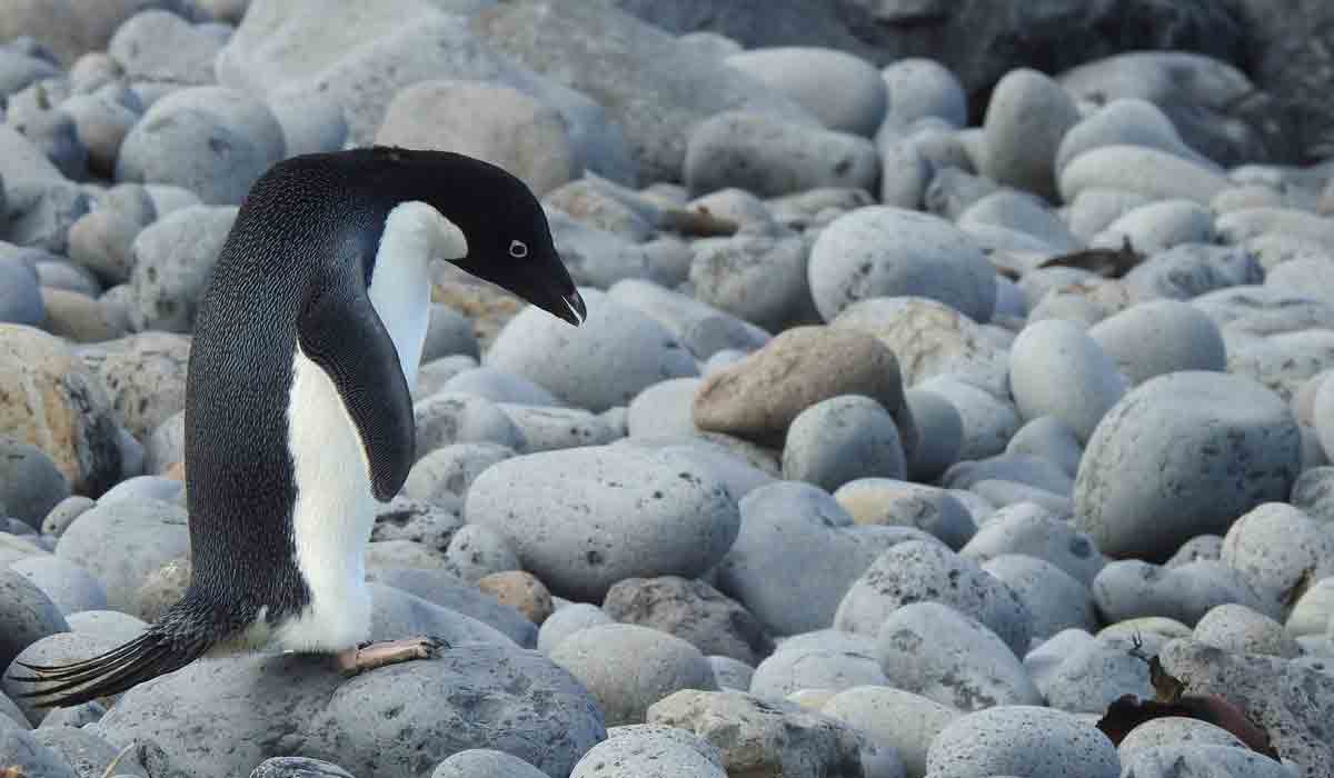 సముద్రంలో దారి తప్పి 3 వేల కిలోమీటర్లు ప్రయాణించిన ‘పింగూ’