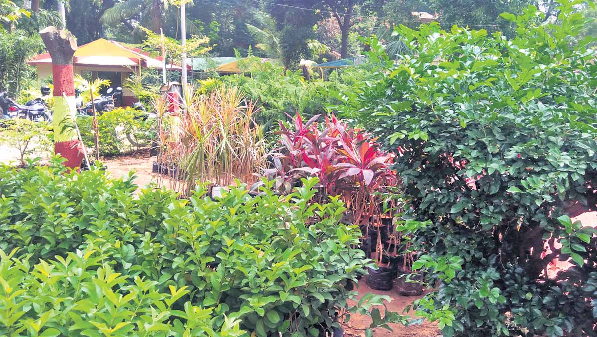 ఇంటి ఆవరణ వైవిధ్య భరితం