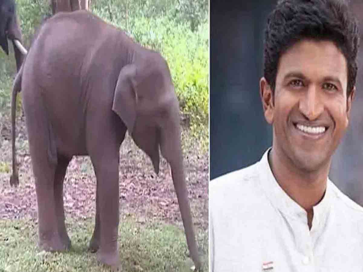 ఏనుగు పిల్లకు.. పునీత్ రాజ్ కుమార్ పేరు