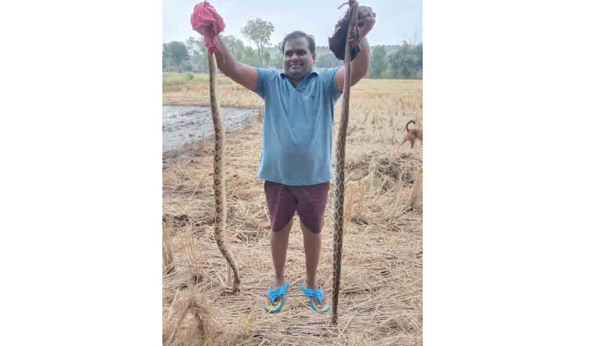 Python | రెండు కొండ చిలువ‌ల‌ను హ‌త‌మార్చిన రైతు