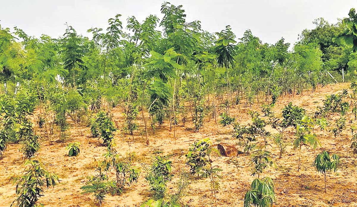 పల్లెలు మురువంగా.. అభివృద్ధి మెరువంగా..