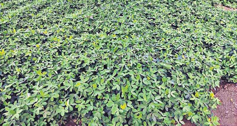 పల్లి సాగు.. లాభాలు బాగు . .