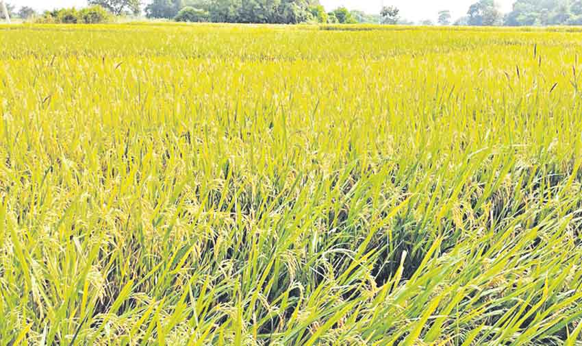 కొనుగోళ్లకు సన్నాహాలు