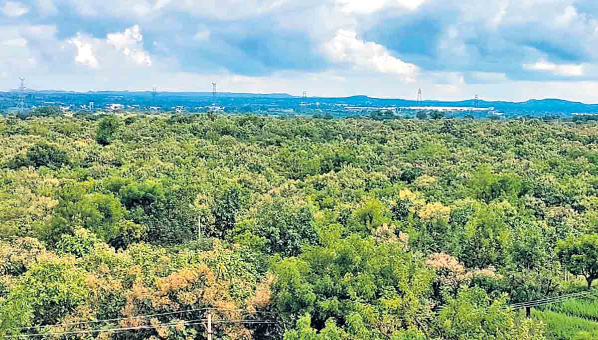 సత్ఫలితానిచ్చిన హరితహరం