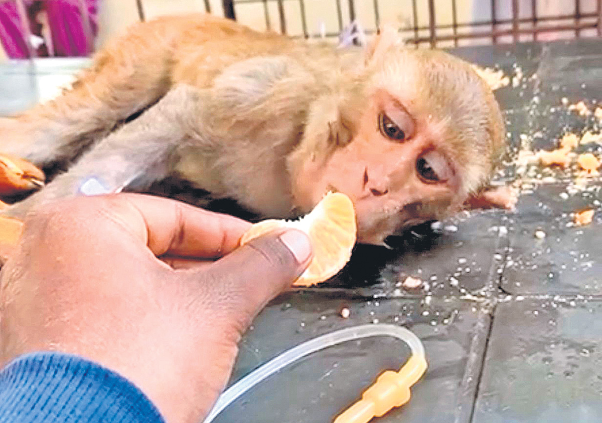 మూగజీవాలకు ప్రేమతో..