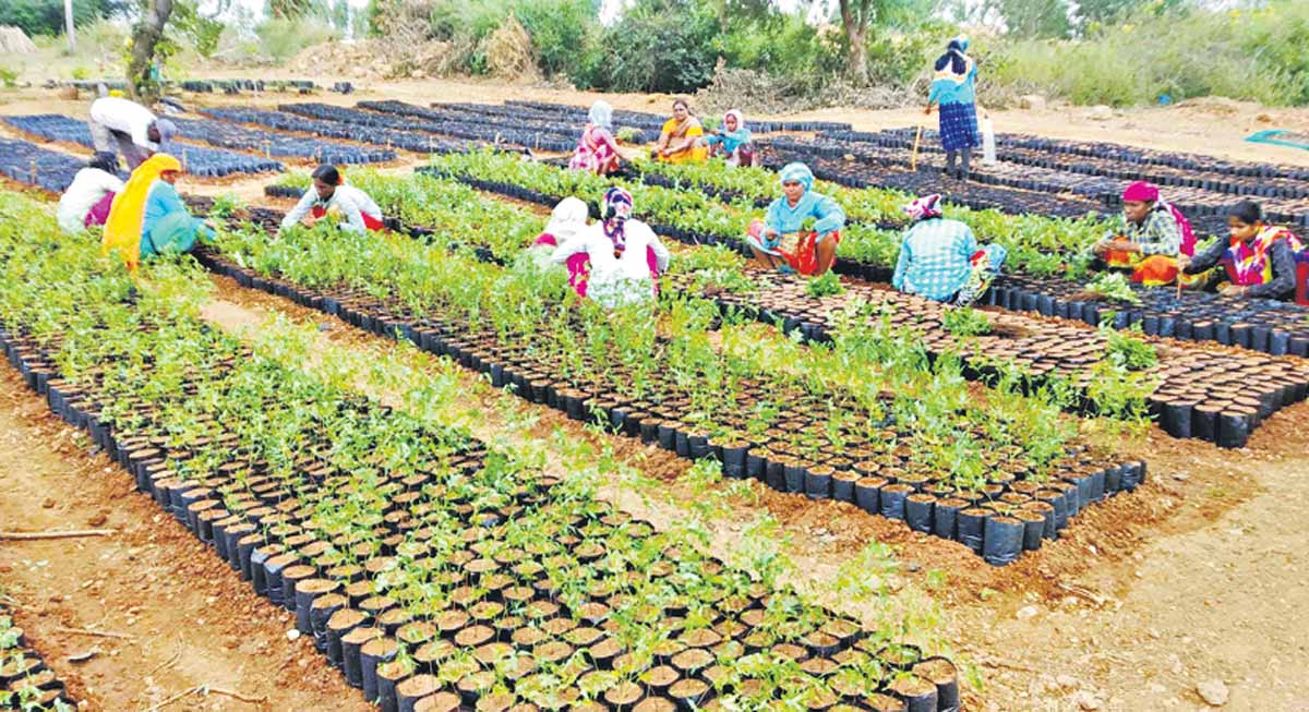 మూడు నర్సరీల్లో 1.90 లక్షల మొక్కల పెంపకం