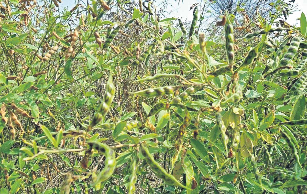 వర్రి వద్దు.. ఆరుతడి పంటలే మేలు