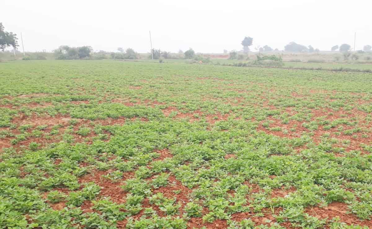 మళ్లీ పల్లి వైపు