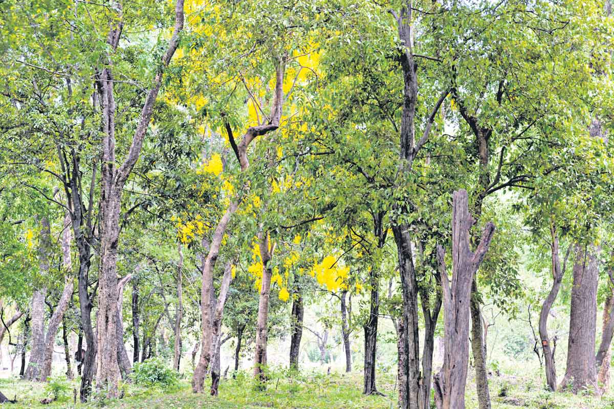 సిరుల శ్రీగంధం