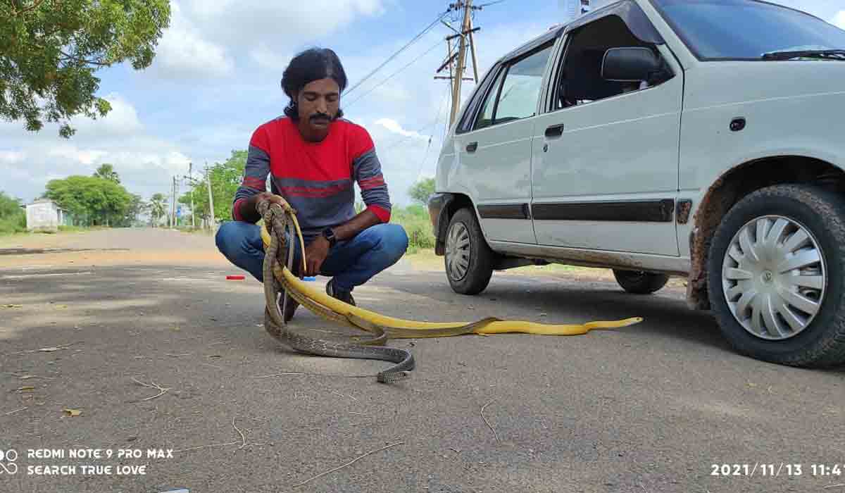 Yellow Colour Snake | అరుదైన‌ పసుపు రంగు పాము