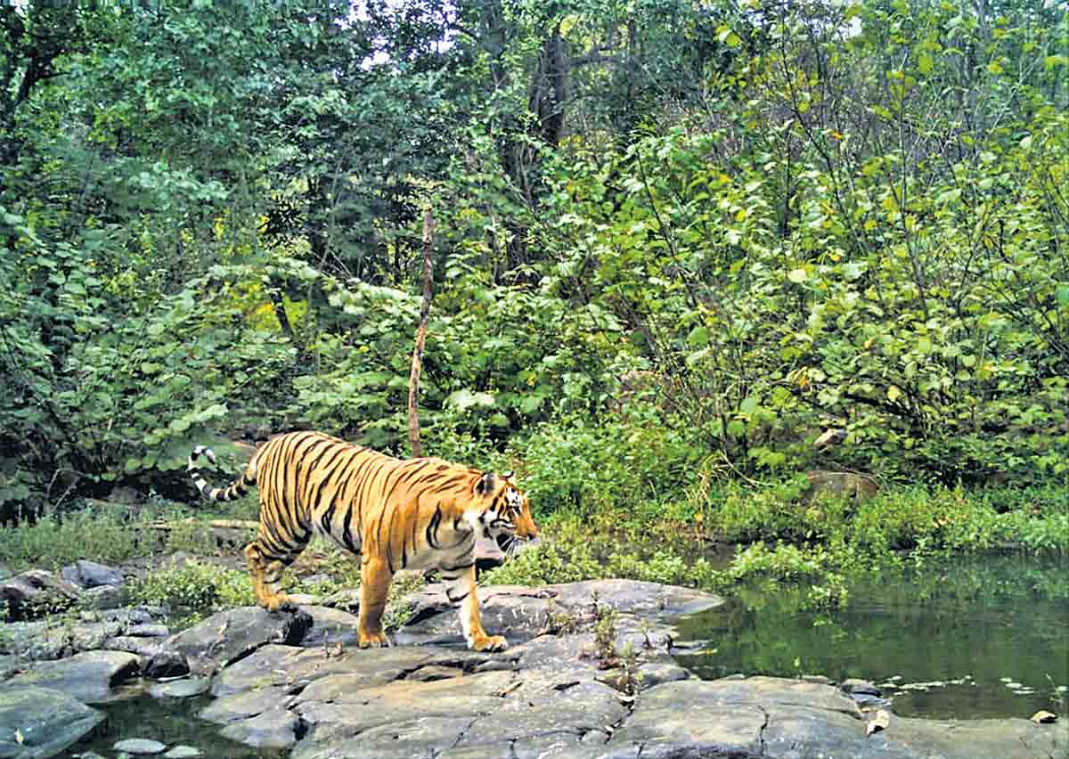 పులి కోటలోకి వెళ్దామా!