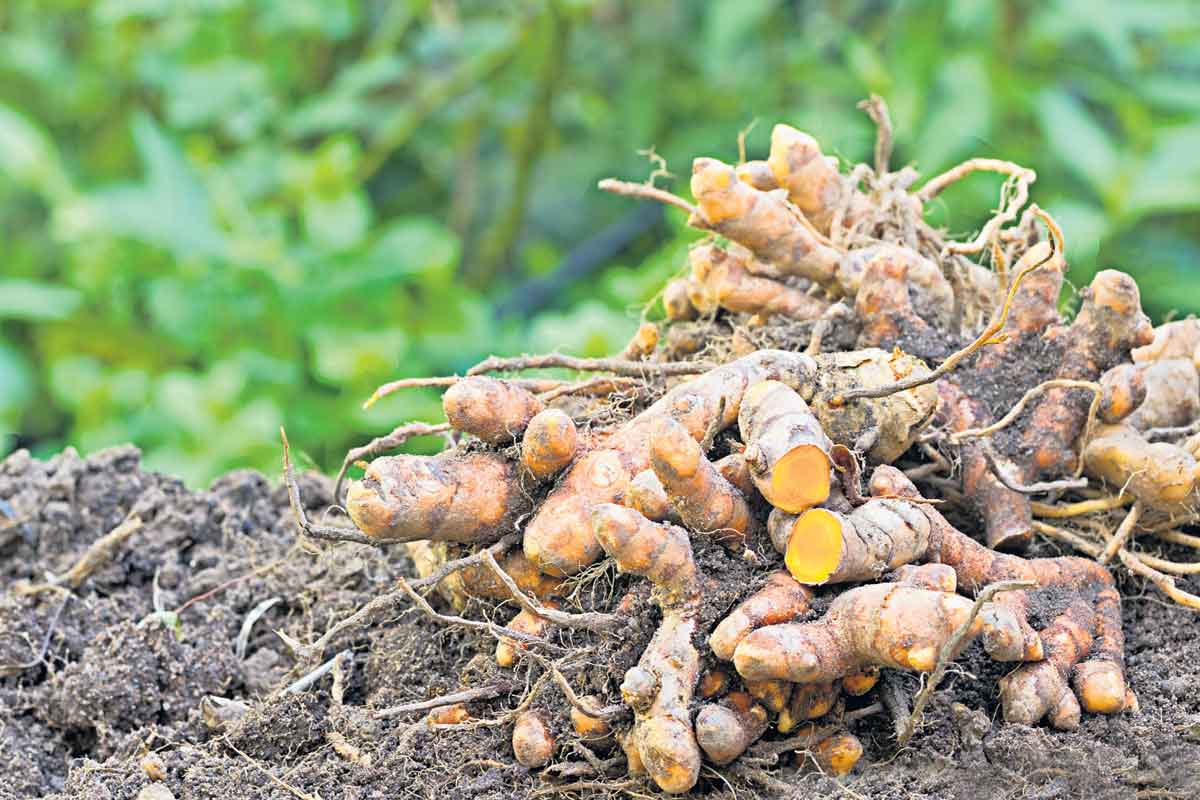 పసుపులో సస్యరక్షణ