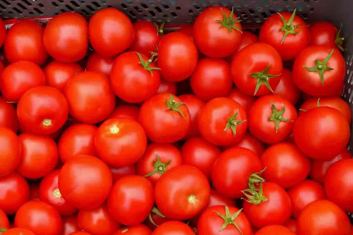 అందరి నోటా.. టమాటే