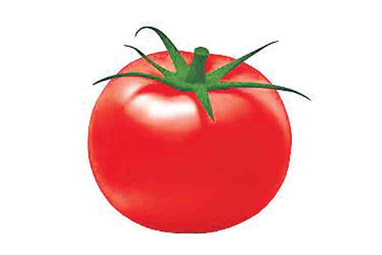 టమాటపై పరిశోధనకు రూ. 6.18 కోట్లు