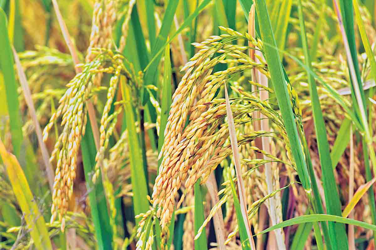 రైతులకు న్యాయం జరిగేదాకా..ఇడిసిపెట్టేదే లేదు