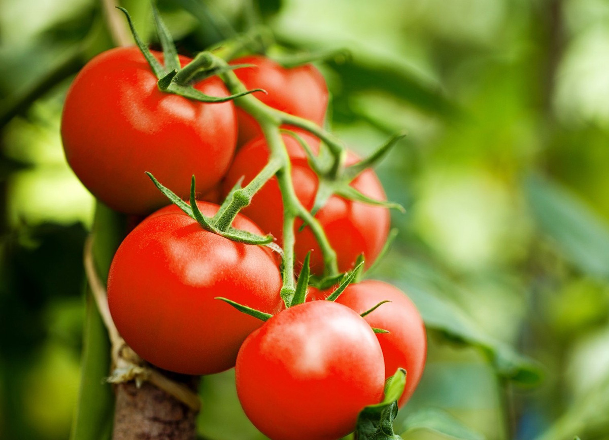 ఎకరానికి రూ.5 లక్షలకు పైగా ఆదాయం