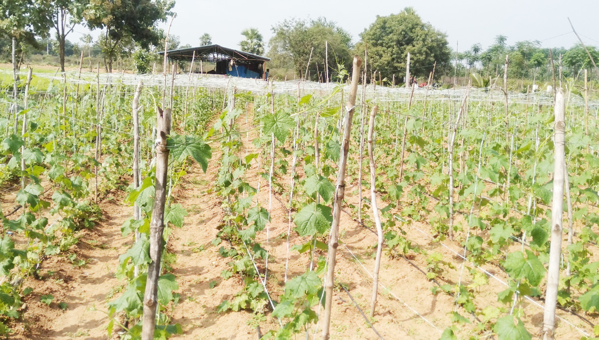 కాయగూరలతో కాసుల పంట