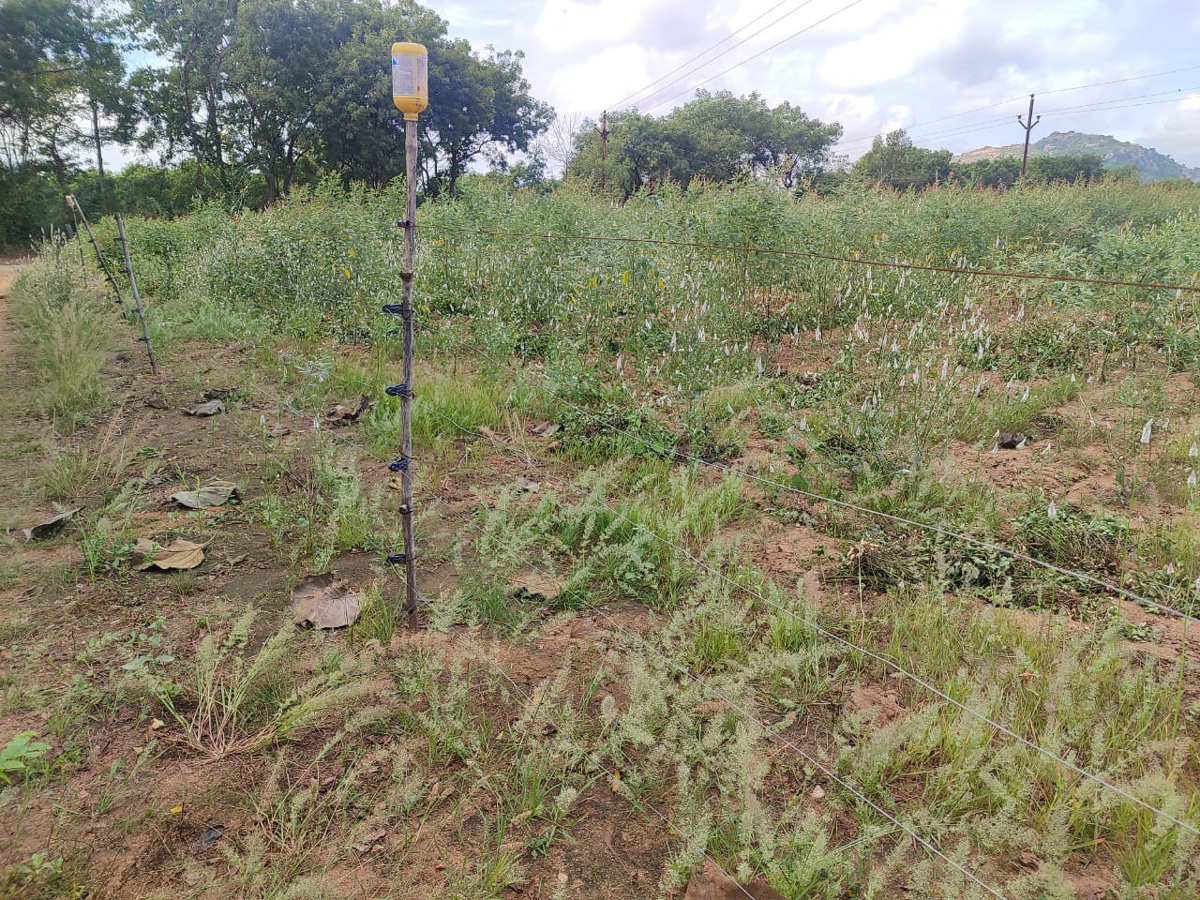 సాంకేతికతను అందిపుచ్చుకో.. పంటను రక్షించుకో