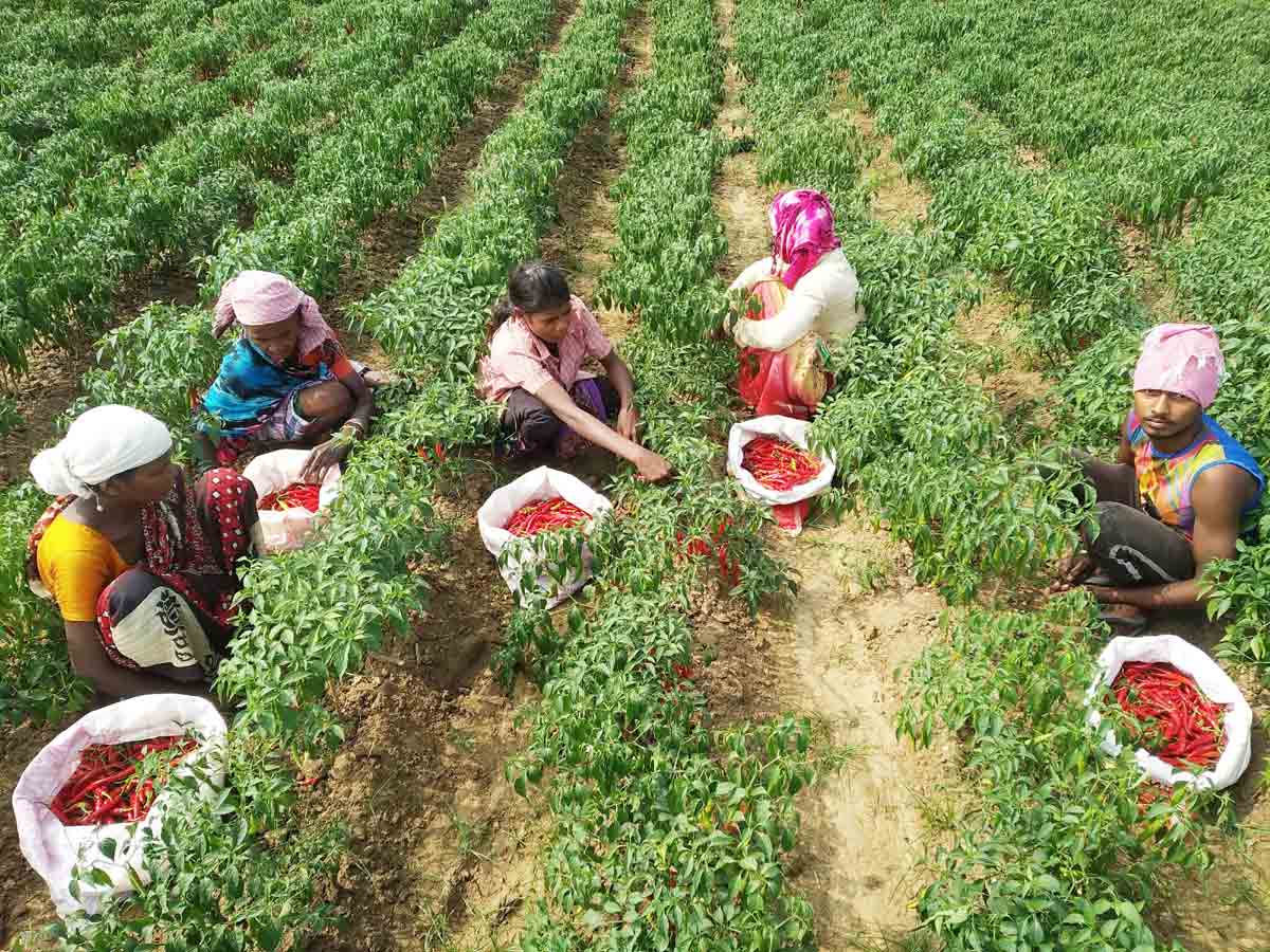 మన పల్లెల్లో బతుకు దెరువు