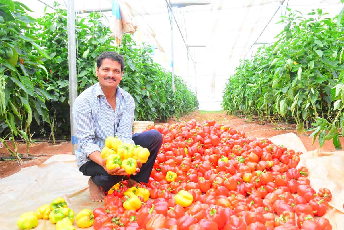 వరిని మించి సిరులు