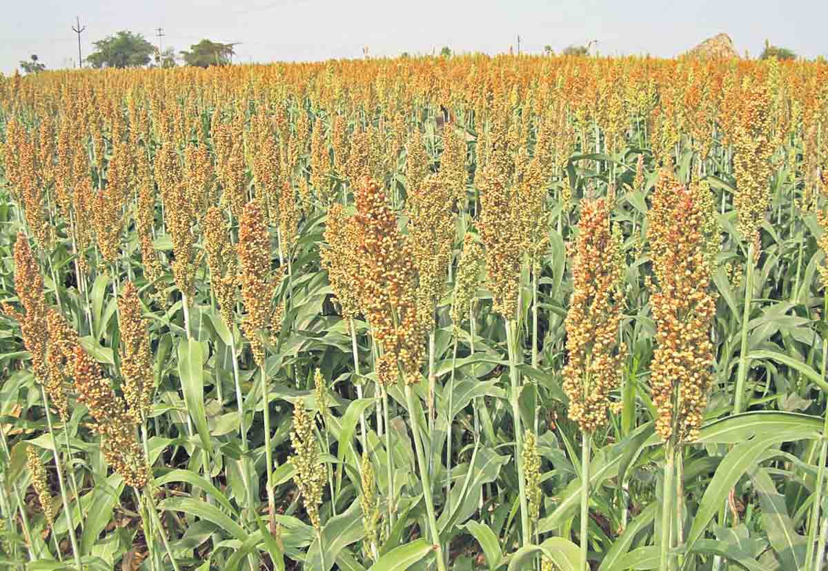 ఇతర పంటలవైపు రైతు చూపు