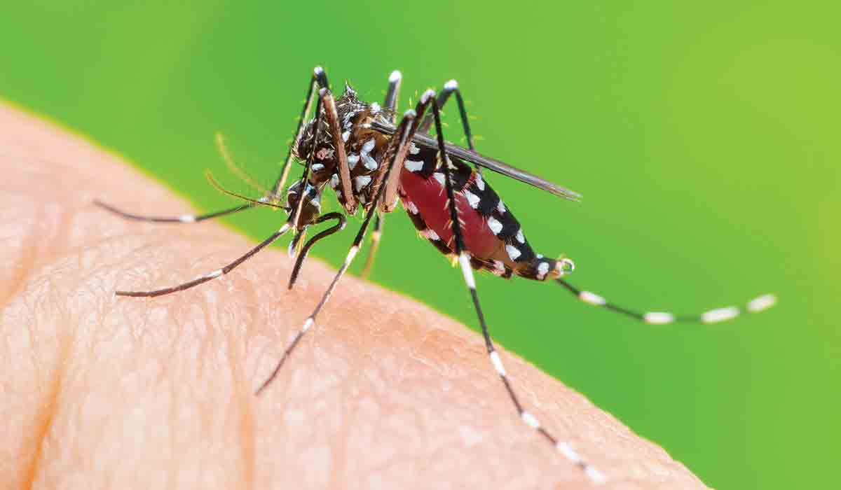Zika virus: కాన్పూర్‌లో కొన‌సాగుతున్న జికా క‌ల‌క‌లం.. 98కి చేరిన కేసుల సంఖ్య‌