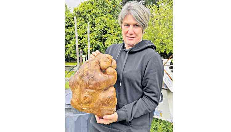 ప్రపంచంలోనే పెద్ద ఆలుగడ్డ ఇది!