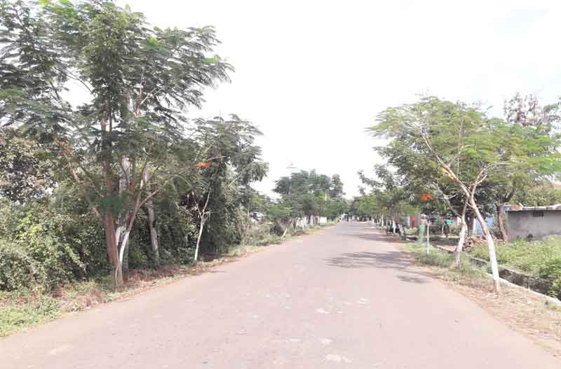 పచ్చదనంతో పలకరింపు