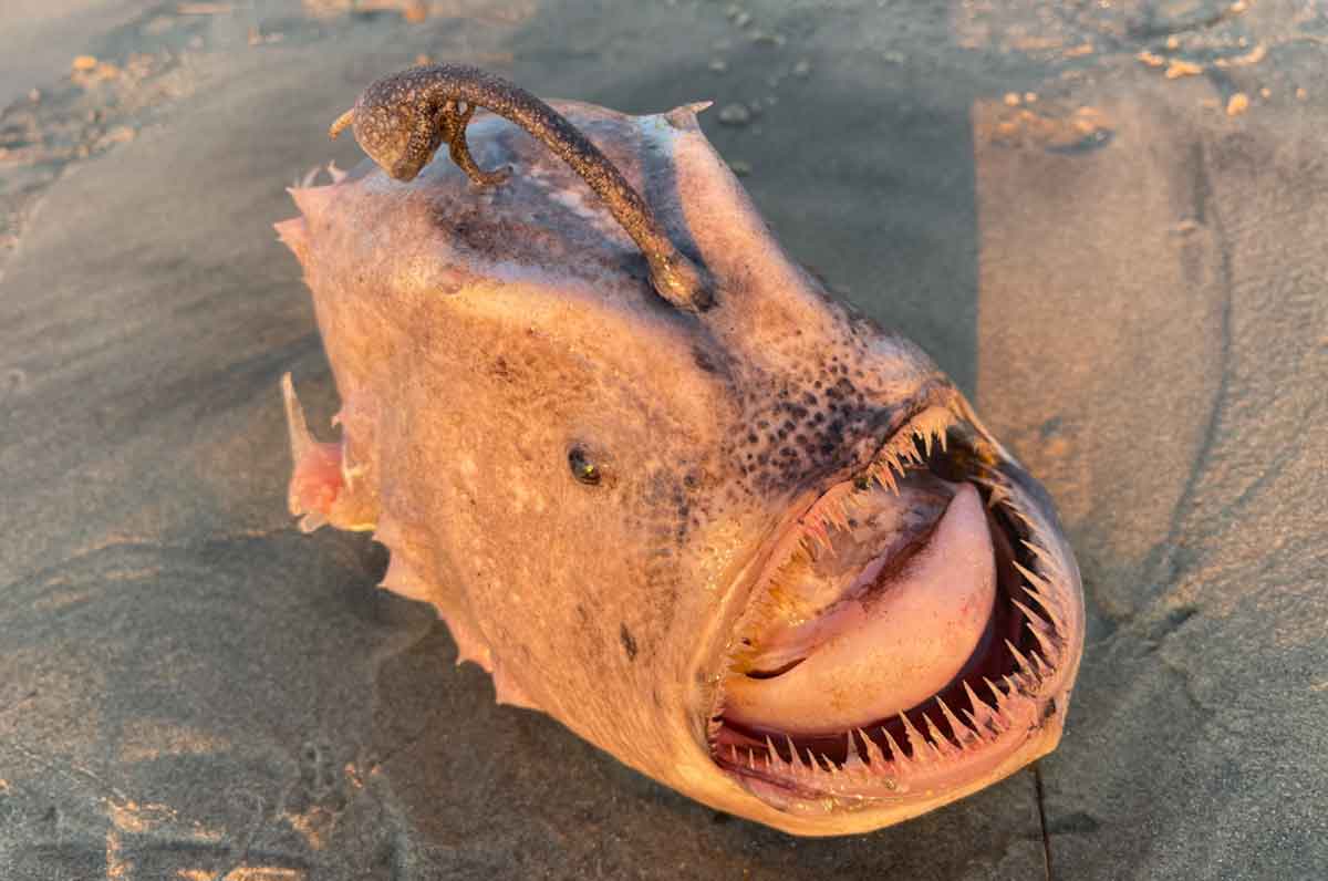 స‌ముద్ర‌గ‌ర్భంలో 4000 ఫీట్ల లోతులో నివ‌సించే అరుదైన చేప ఇది.. ఫోటోలు వైర‌ల్‌